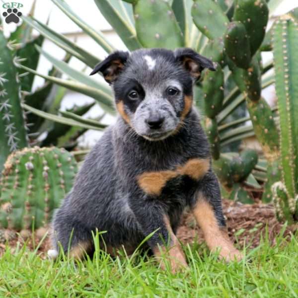 Vincent, Blue Heeler – Australian Cattle Dog Puppy