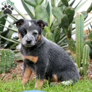 Vincent, Blue Heeler – Australian Cattle Dog Puppy
