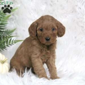 Whoopie, Mini Goldendoodle Puppy