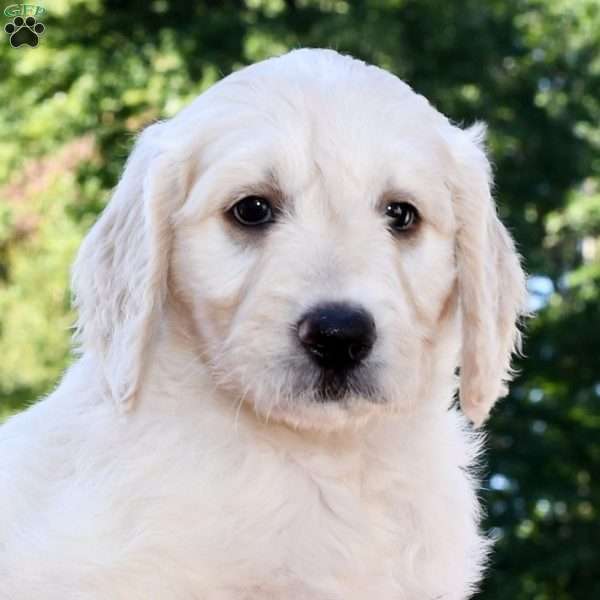 Ally, Goldendoodle Puppy