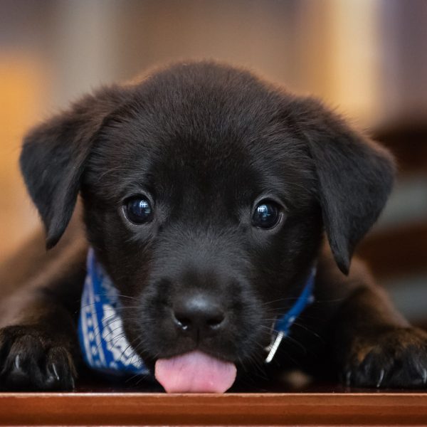 black lab puppy