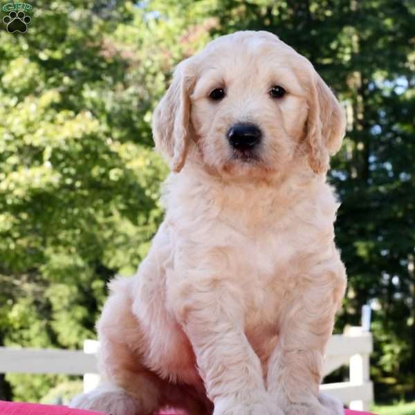 Chase, Goldendoodle Puppy