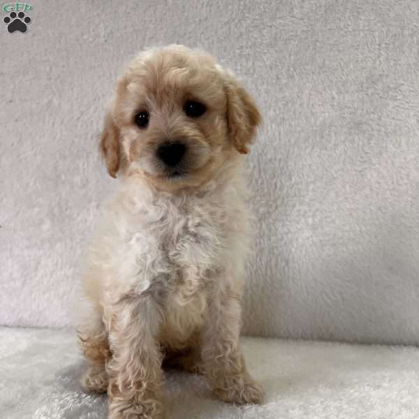 Efrom, Mini Goldendoodle Puppy