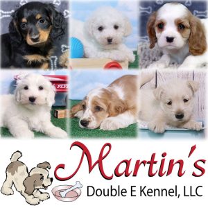 Martin’s Double E Kennel, LLC,  Breeder