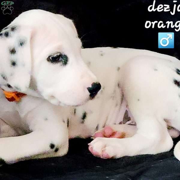 Dezja orange male, Dalmatian Puppy