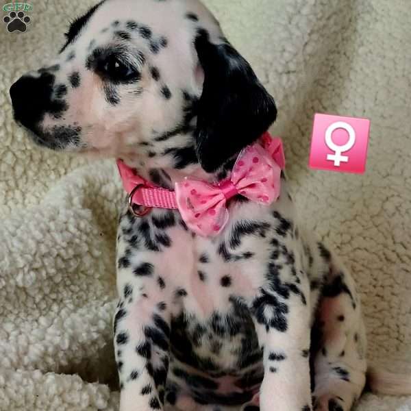 Ammo pink female, Dalmatian Puppy