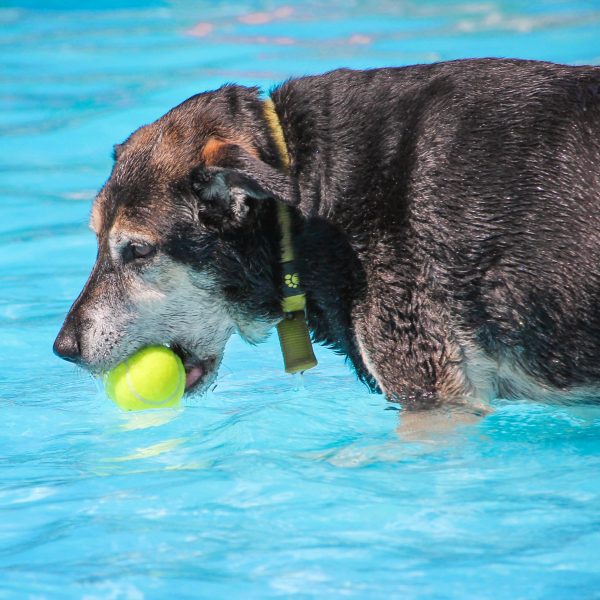 senior dog playing in water