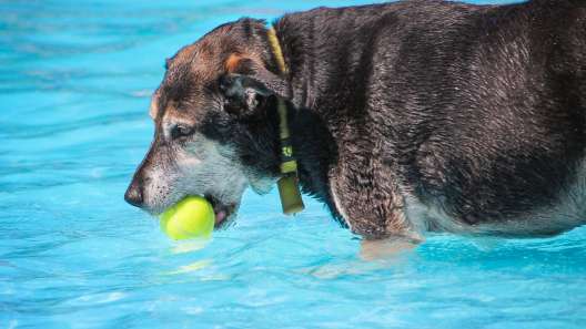 5 Activities for Senior Dogs