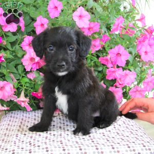 Jack-A-Poo Puppies For Sale - Greenfield Puppies