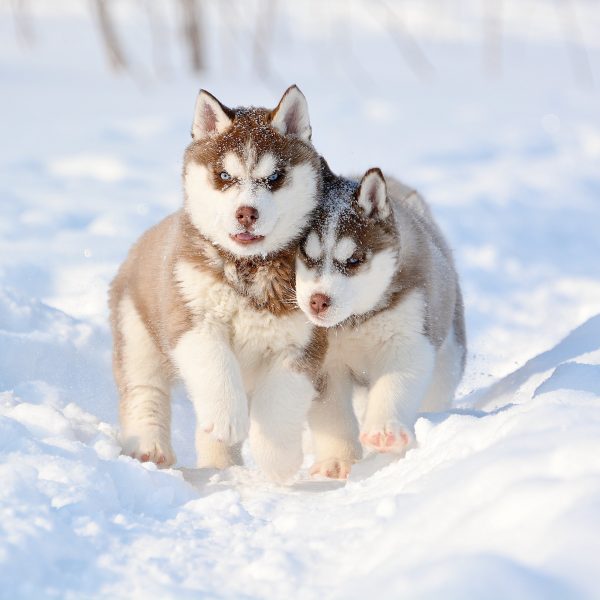 two husky puppies playing in snow