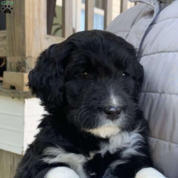 Andy, Portuguese Water Dog Puppy