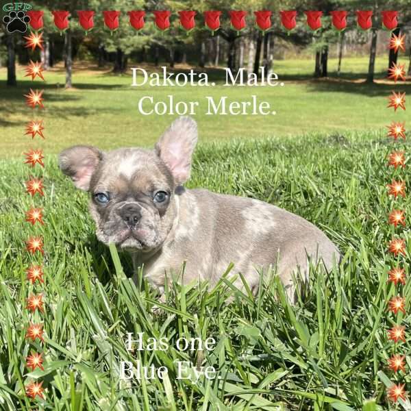 Dakota, French Bulldog Puppy