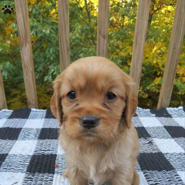 Sophia, Miniature Golden Retriever Puppy