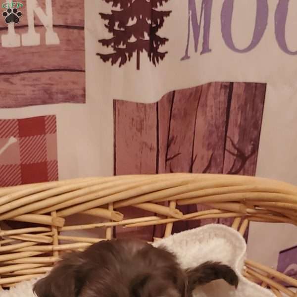 Pepper F1B, Miniature Aussiedoodle Puppy