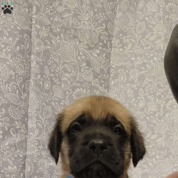 Milo, English Mastiff Puppy