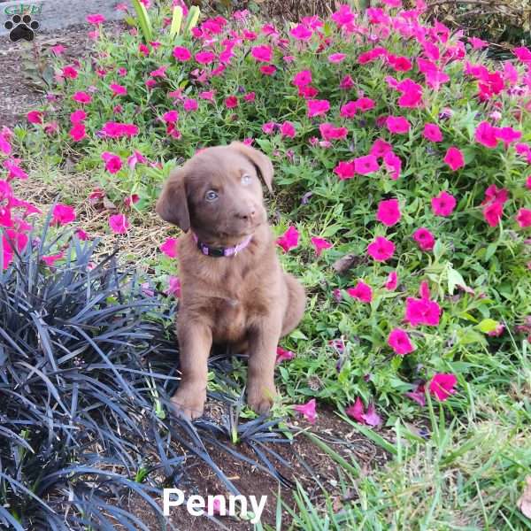 Penny, Labrador Mix Puppy