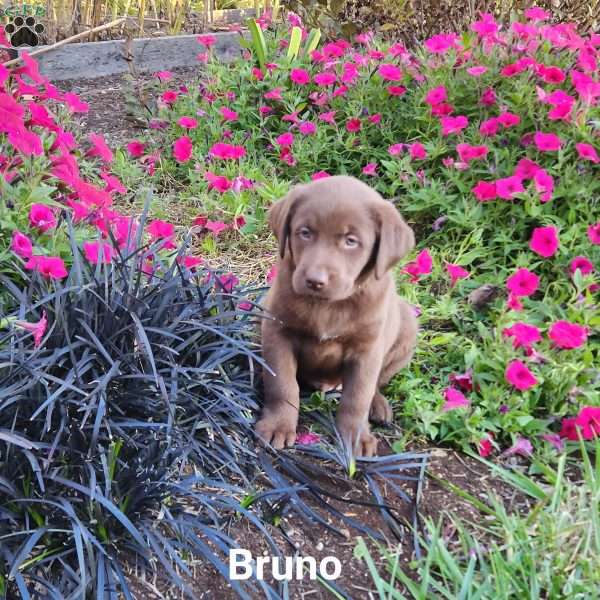 Bruno, Labrador Mix Puppy