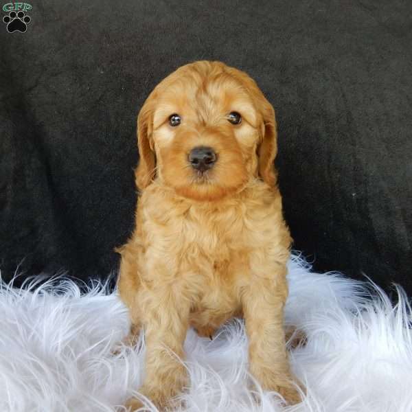 Mason ( F1b medium), Goldendoodle Puppy