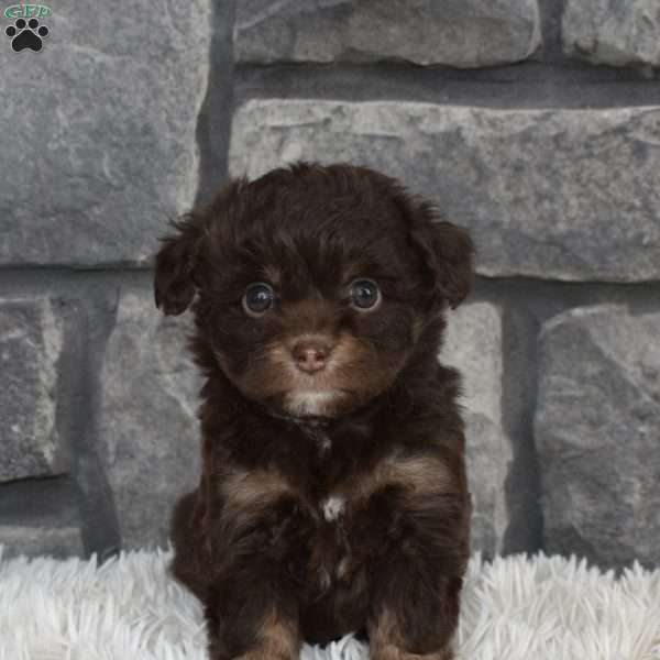 Trixie, Miniature Aussiedoodle Puppy