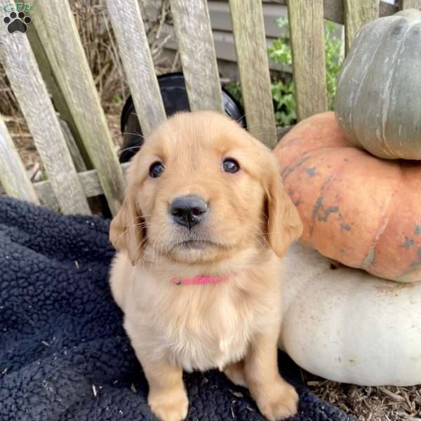 Belle, Golden Retriever Puppy