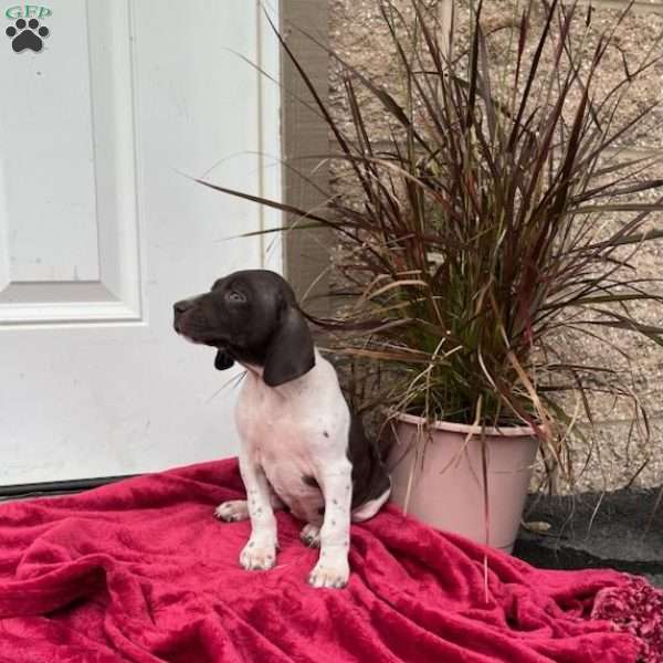 Nicky, German Shorthaired Pointer Puppy