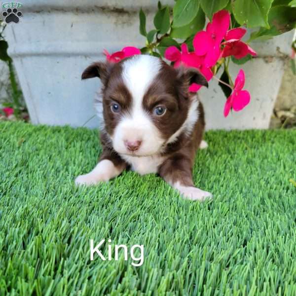 King, Miniature Australian Shepherd Puppy