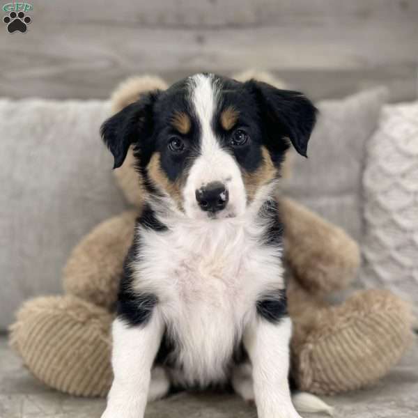 Tammy, Border Collie Puppy