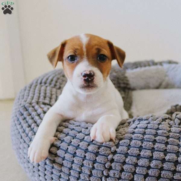 ABI GINGER, Jack Russell Terrier Puppy