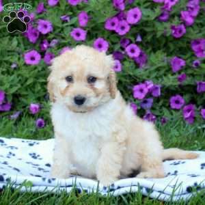 Abbie, Mini Labradoodle Puppy