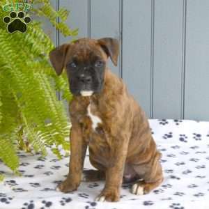 Abby, Boxer Puppy