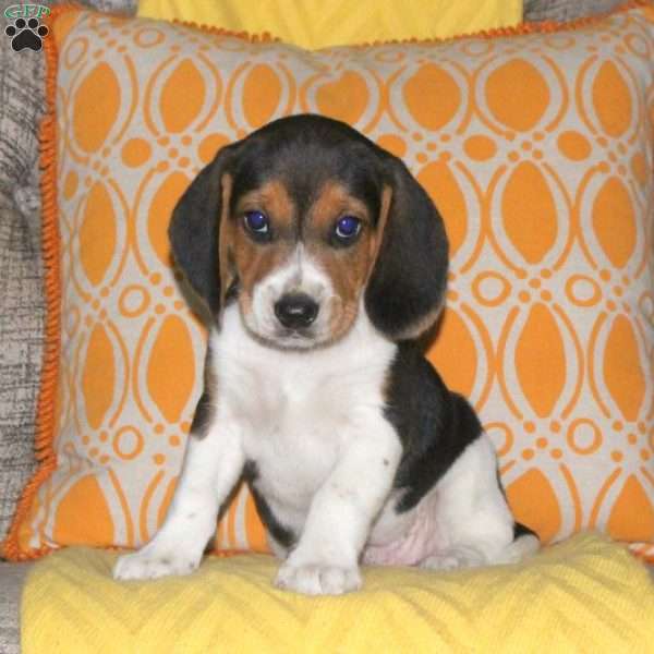 Adam, Beagle Puppy