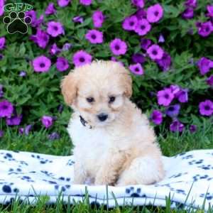 Alexis, Mini Labradoodle Puppy