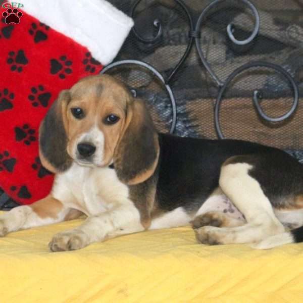 Allison, Beagle Puppy