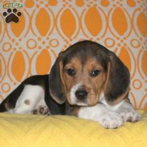 Amy, Beagle Puppy