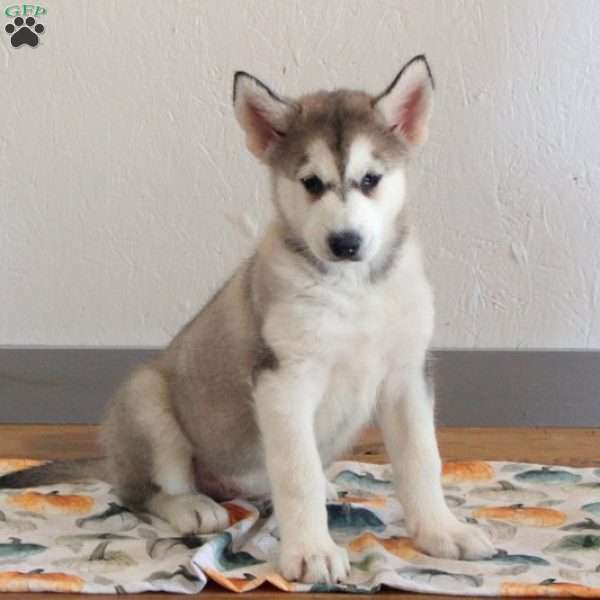 Ashley, Alaskan Malamute Puppy