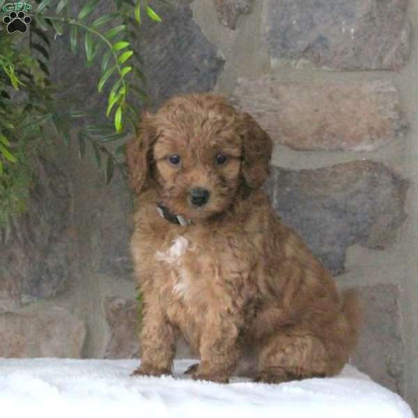 Aurther, Mini Goldendoodle Puppy
