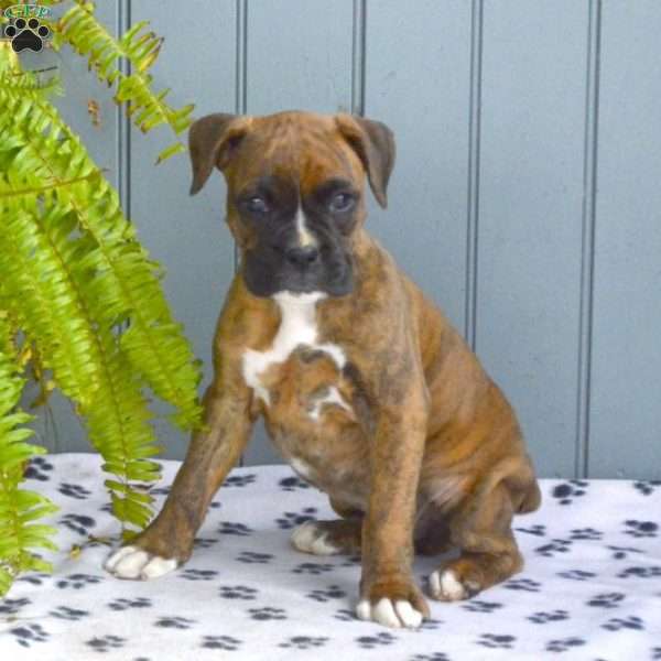 Axel, Boxer Puppy