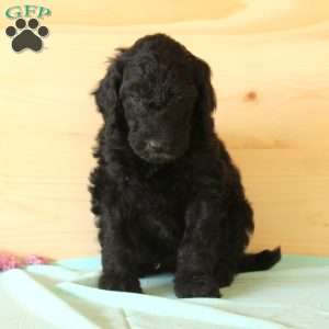 Bouncer, Standard Poodle Puppy