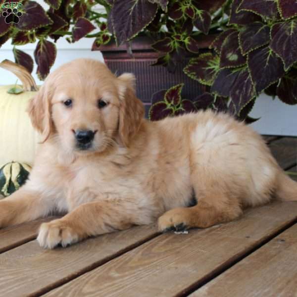 Bria, Golden Retriever Puppy