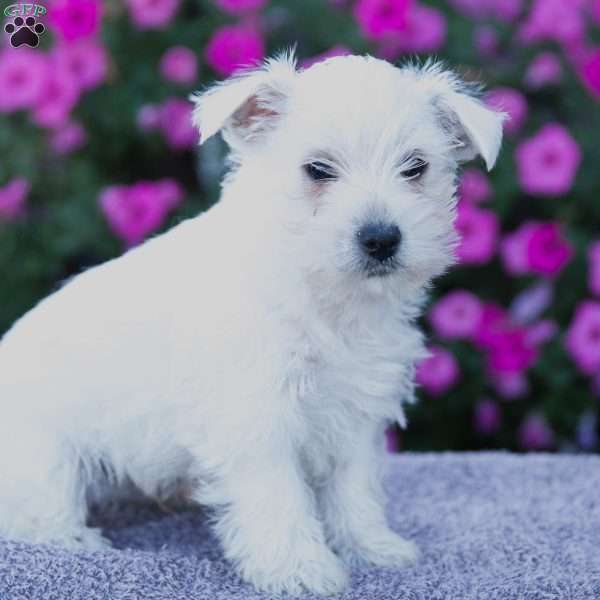 Bubba, West Highland Terrier Puppy