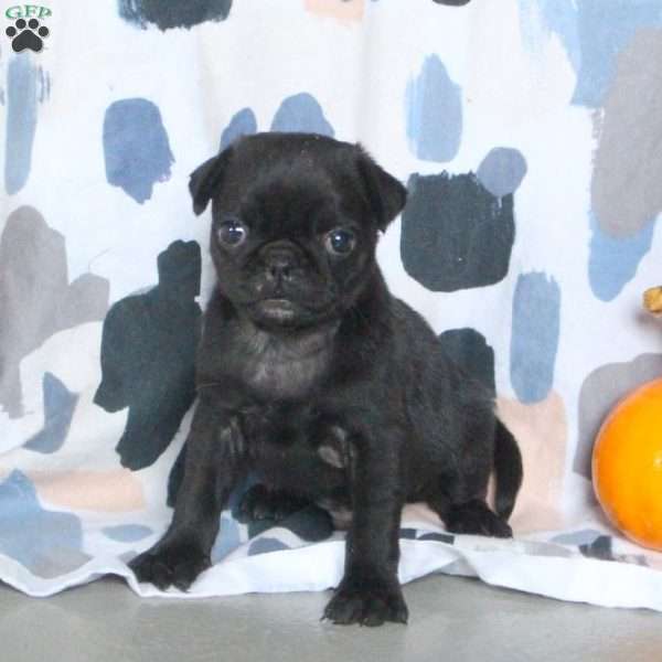 Buster, Pug Puppy
