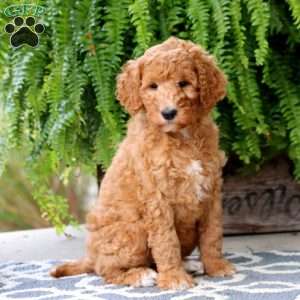 Callie, Standard Poodle Puppy