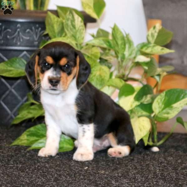 Carter, Beagle Puppy
