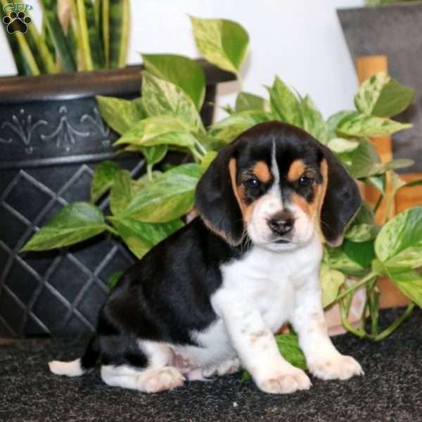 Cayson, Beagle Puppy