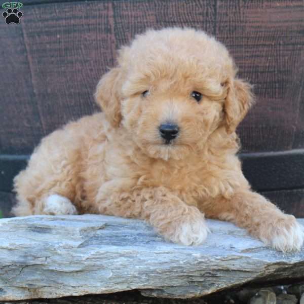 Charlie, Miniature Poodle Puppy