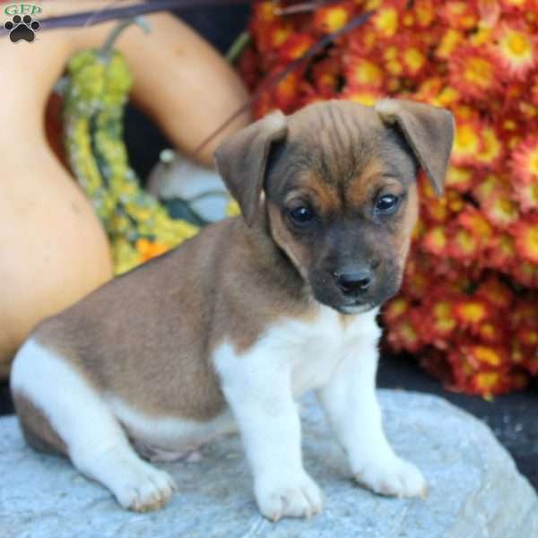 Chief, Jack Russell Terrier Puppy