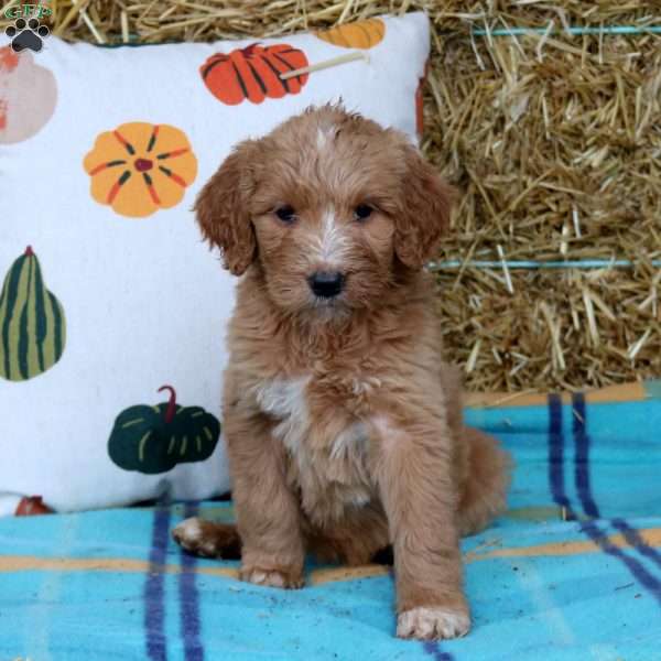 Clementine, Goldendoodle Puppy