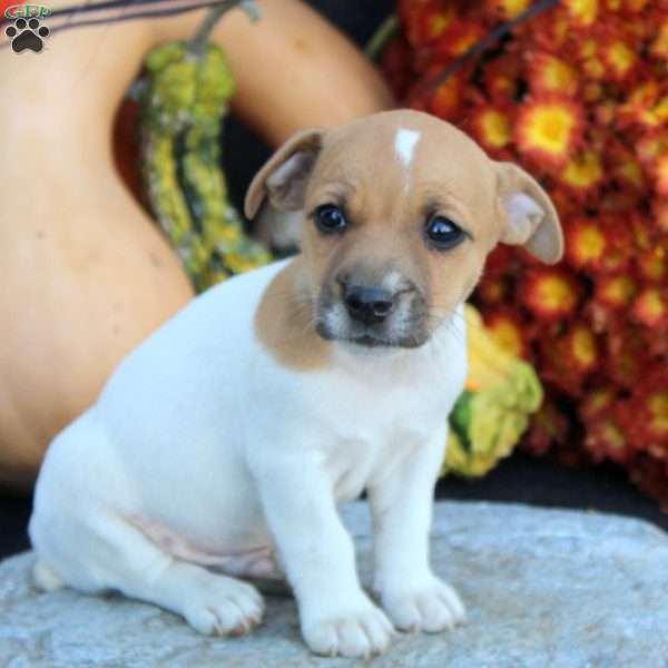 Colt, Jack Russell Terrier Puppy