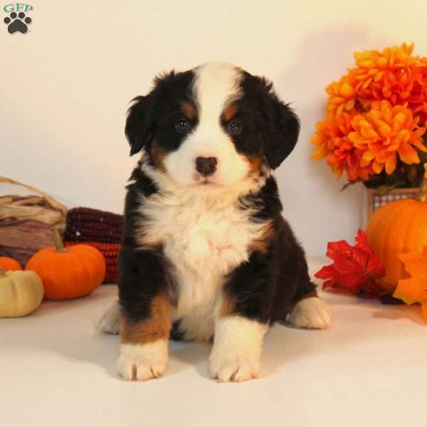 Comet, Bernese Mountain Dog Puppy