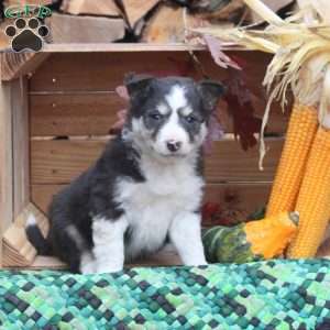 border aussie mix puppies